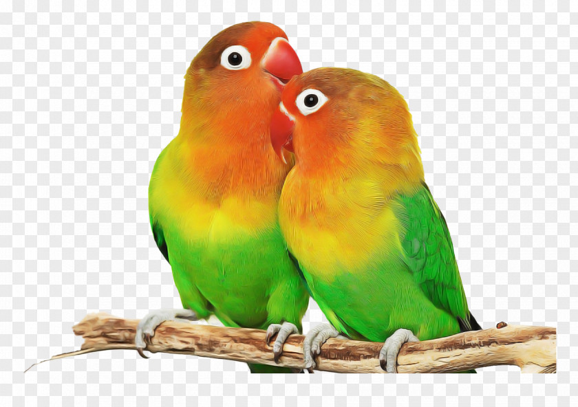 Tail Adaptation Lovebird PNG