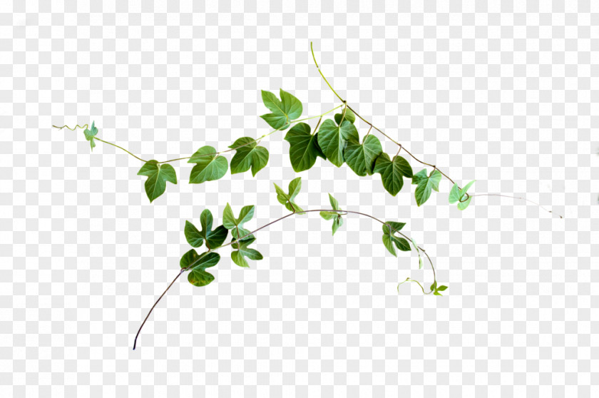 Vines Leaf Vine Plant Stem PNG