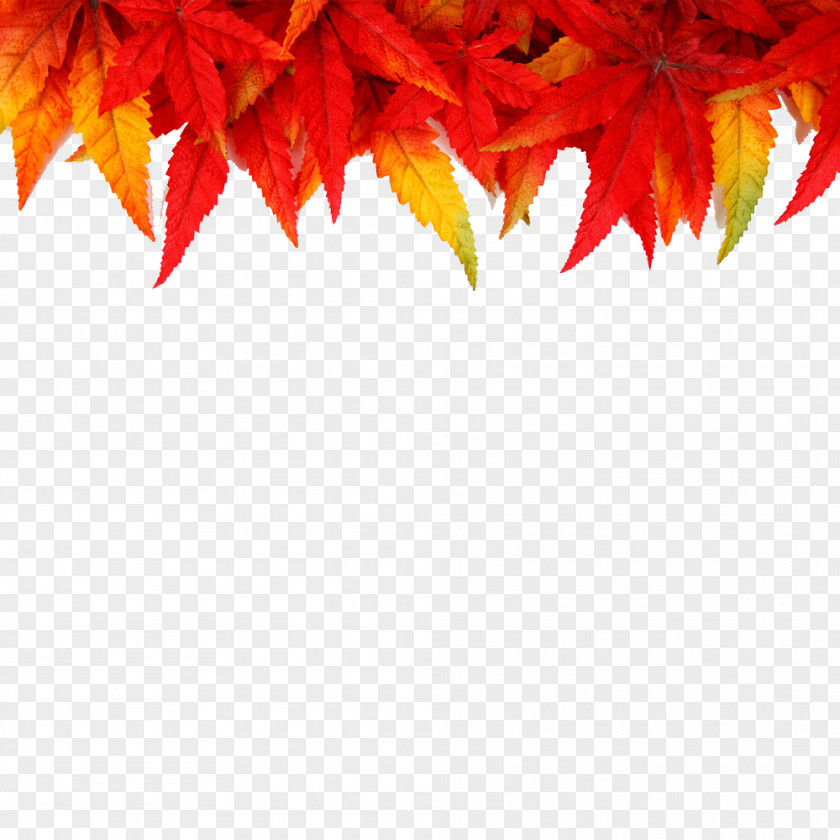Dead Leaves Desktop Wallpaper Picture Frames Autumn PNG