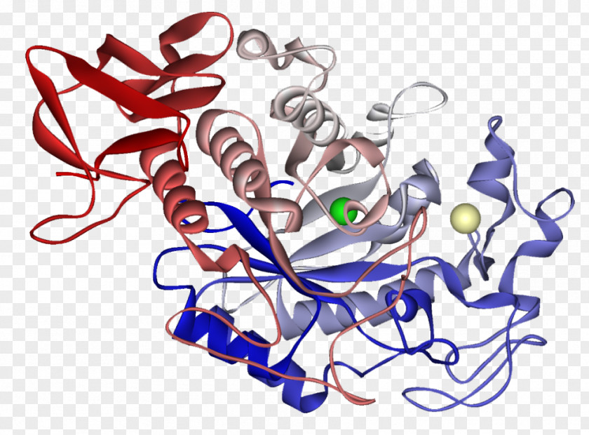 Maltes Alpha-amylase Enzyme Protein Apparato Digerente PNG