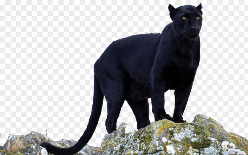 Panther Black Jaguar Leopard Cougar PNG