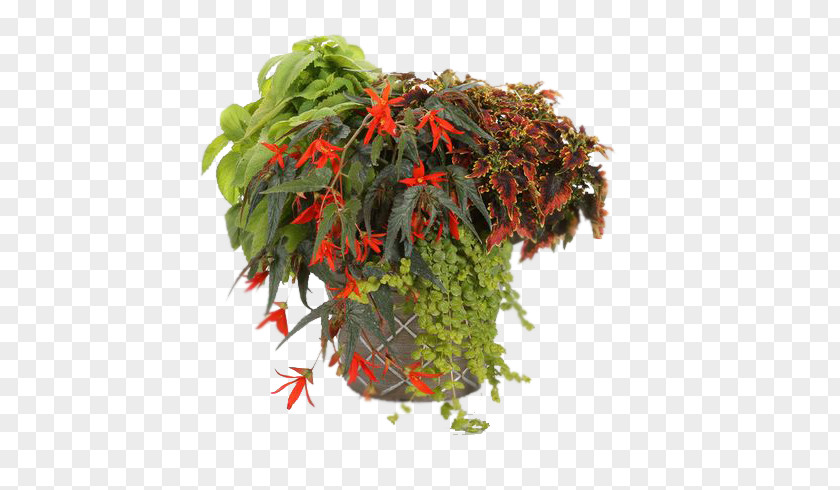 Begonia Boliviensis Flowerpot Tuberous Begonias Parran's Greenhouse Plants PNG
