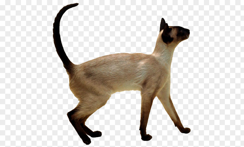 Kitten Siamese Cat Thai Balinese Himalayan Oriental Shorthair PNG