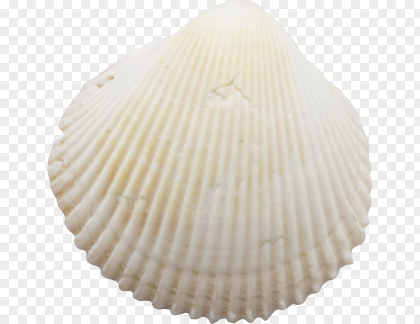 Seashell Cockle Molluscs Conchology PNG