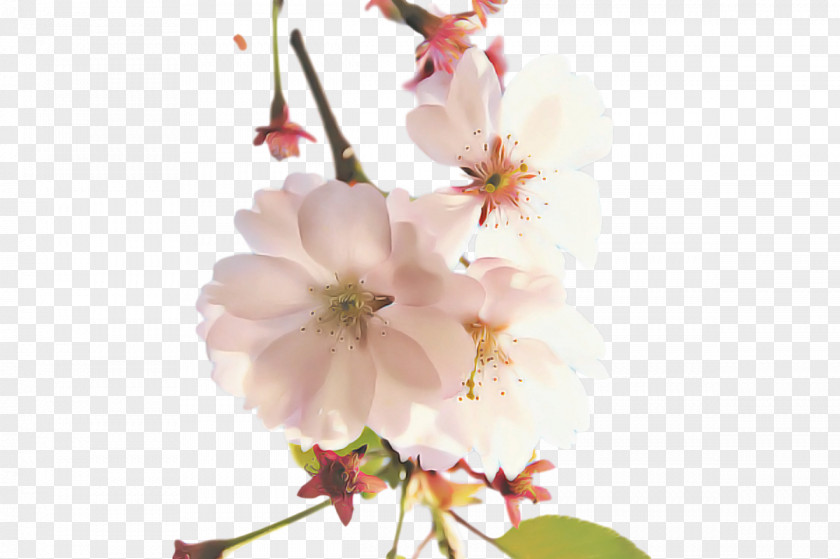 Cherry Blossom PNG