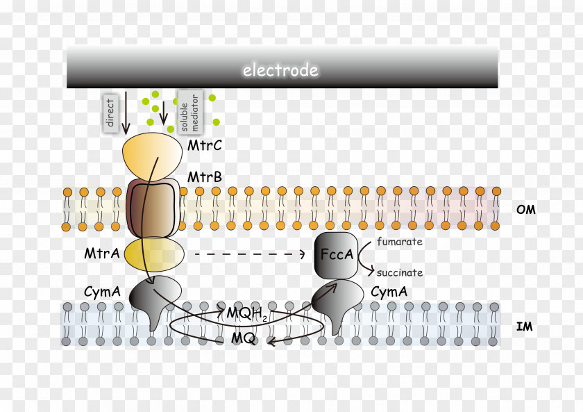 Diagram Text Bacteria Cartoon PNG