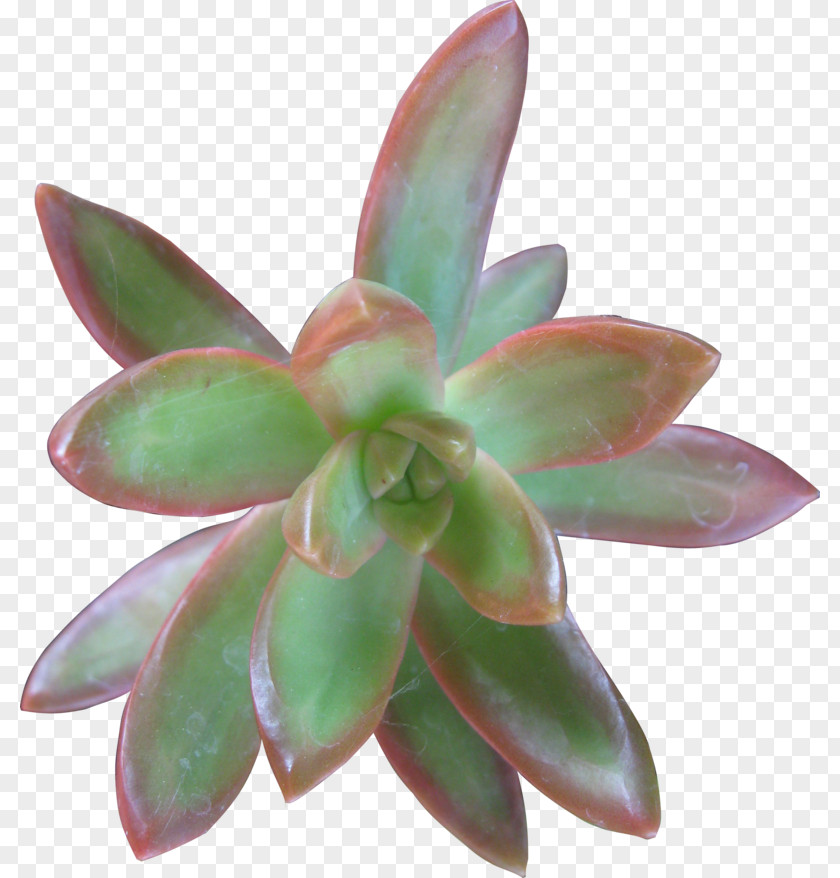 Leaf Penjing Petal Succulent Plant PNG