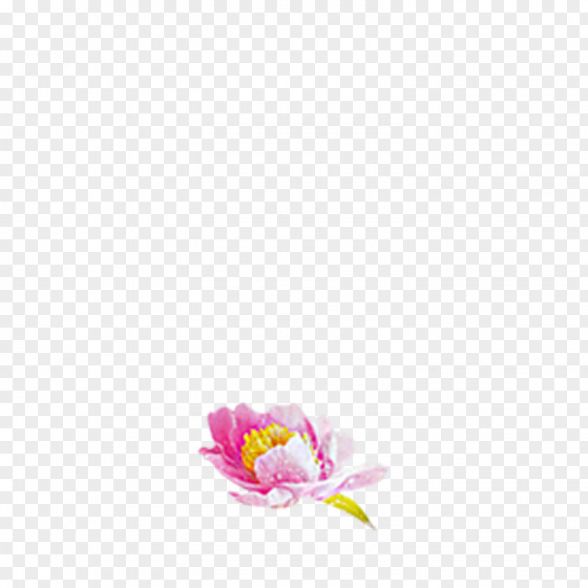 Lotus Pattern Nelumbo Nucifera Clip Art PNG
