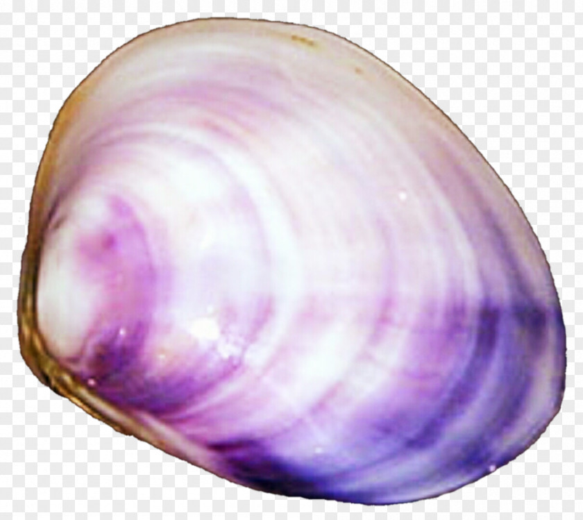 Seashell Baltic Macoma Cockle Veneroida Tellins Clam PNG