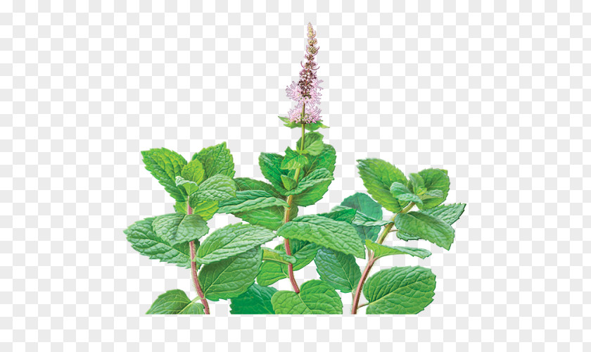 Tea Mentha Spicata Organic Food Peppermint Holy Basil PNG