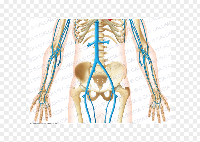 Arm Finger Abdomen Blood Vessel Vein Forearm PNG