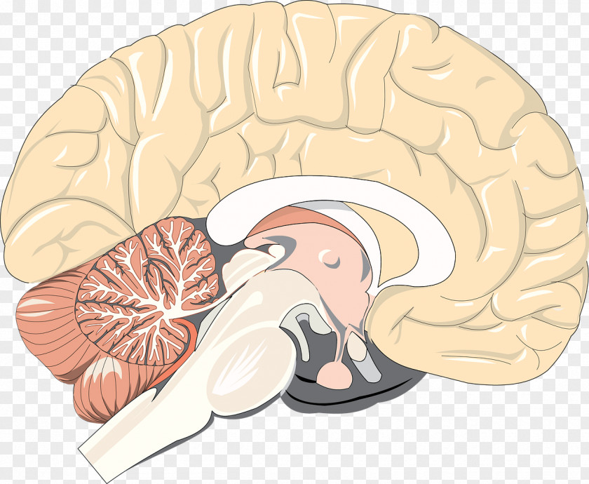 Brain Activity Human Anatomy Body Physiology PNG