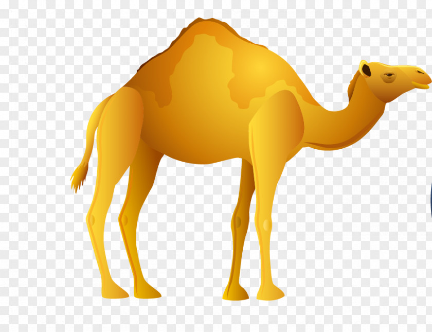 Camel Egypt Clip Art PNG