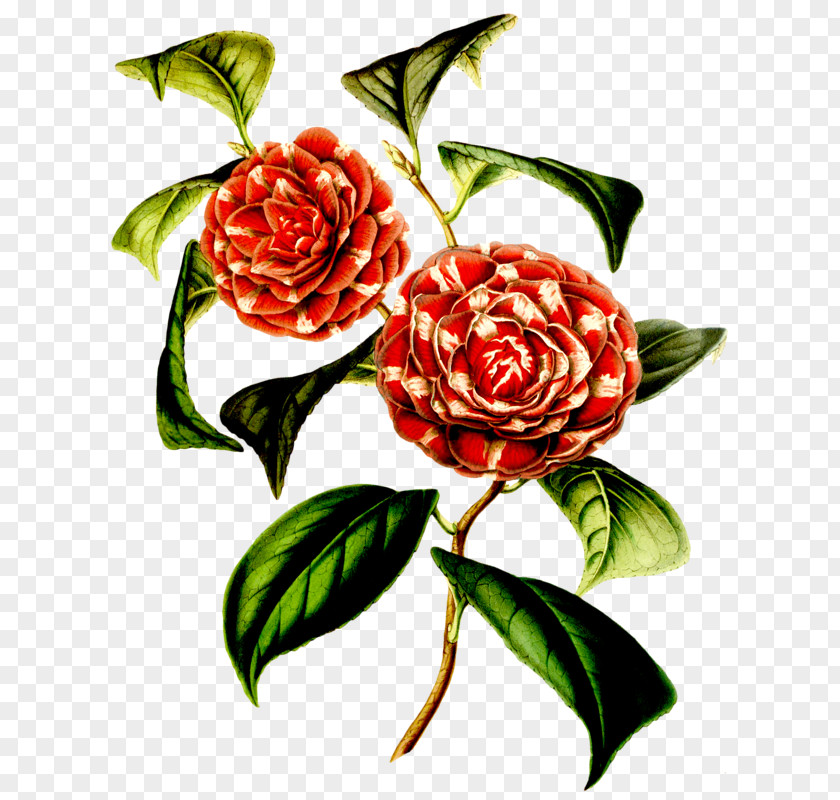 Flower Garden Roses Floral Design Japanese Camellia Botany PNG