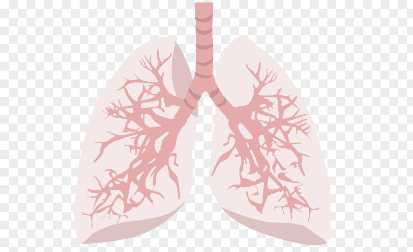 Heart Meridian Human Body Smoking Disease PNG