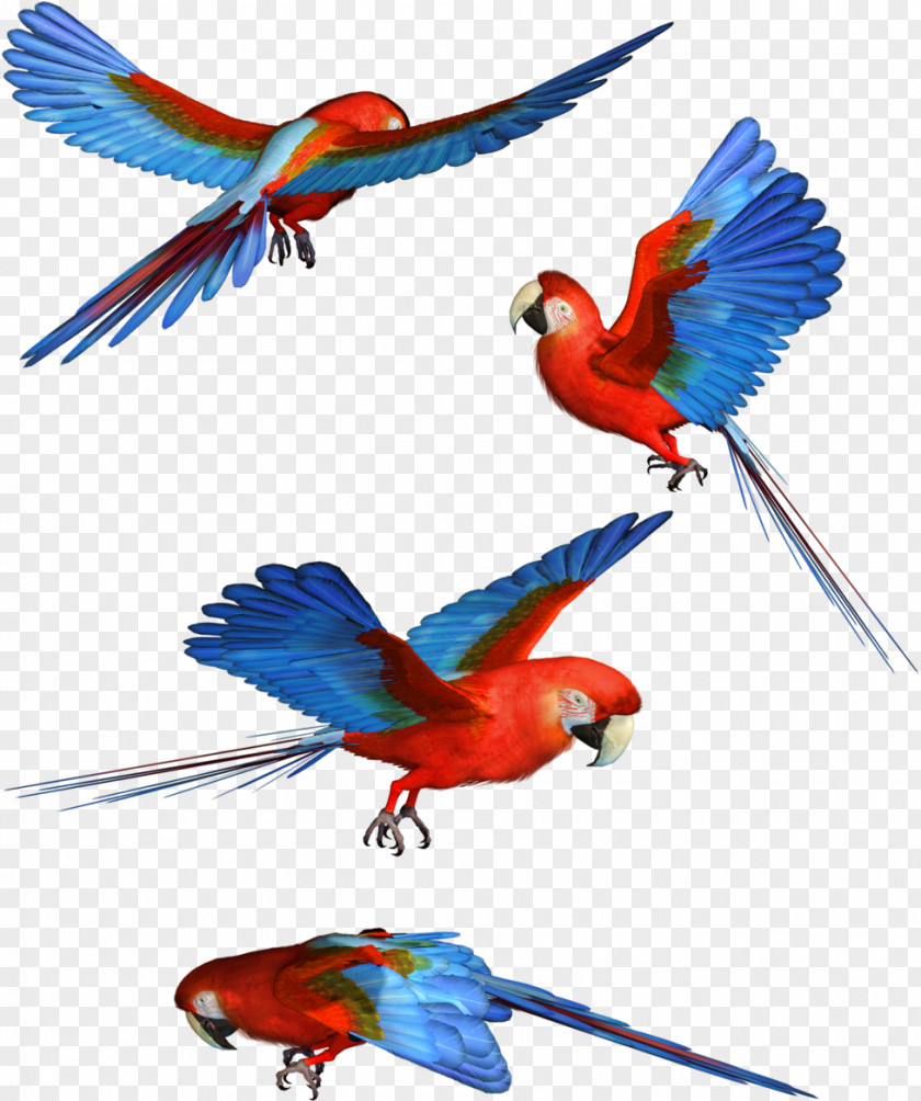 Samphire Fichier Parrot Bird Scarlet Macaw PNG