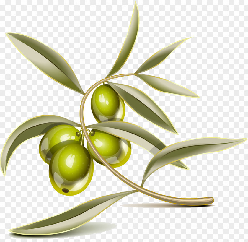 Stereo Olive Leaf Mediterranean Cuisine Royalty-free Clip Art PNG
