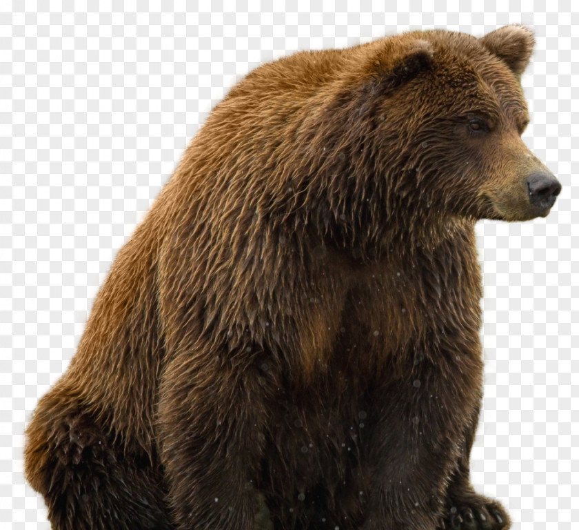 Bear Brown PNG