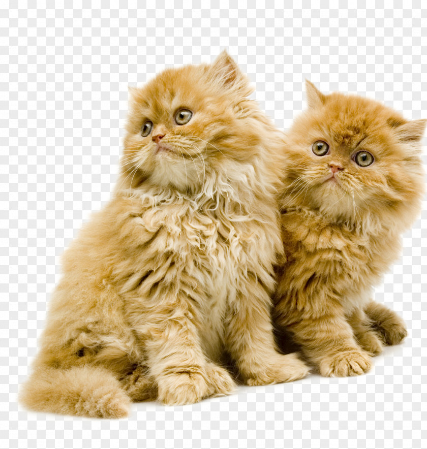 Kitten British Semi-longhair Whiskers Domestic Short-haired Cat Long-haired PNG