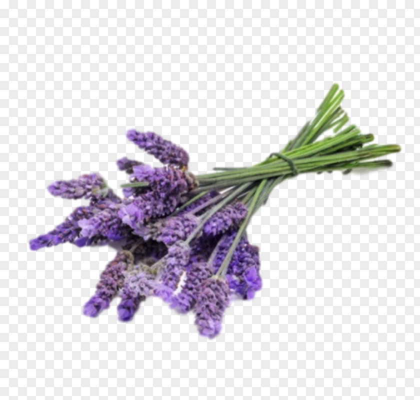 Oil Essential Lavender DoTerra Perfume PNG
