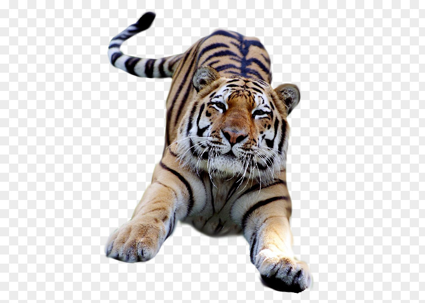 Photo Tiger Bengal Desktop Wallpaper Clip Art PNG