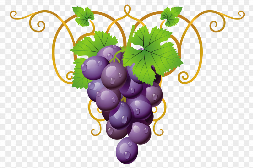 Grape Papouli's Common Vine Clip Art PNG