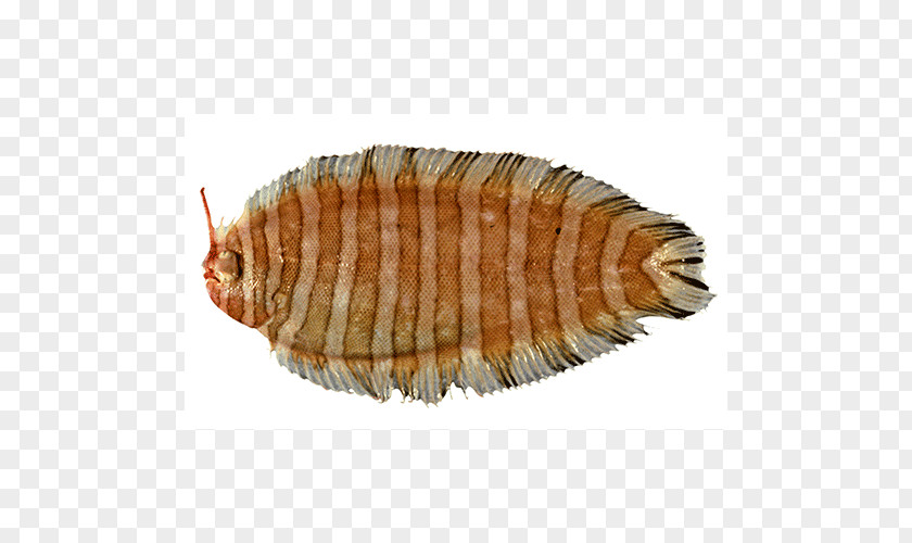 Isopods Terrestrial Animal Fish PNG