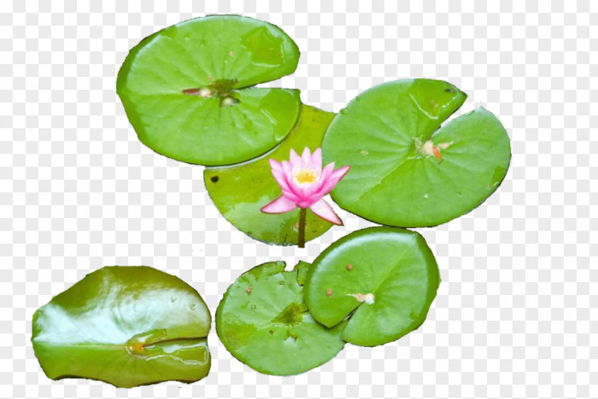 Agriculture Background Water Lilies Clip Art Image Openclipart PNG
