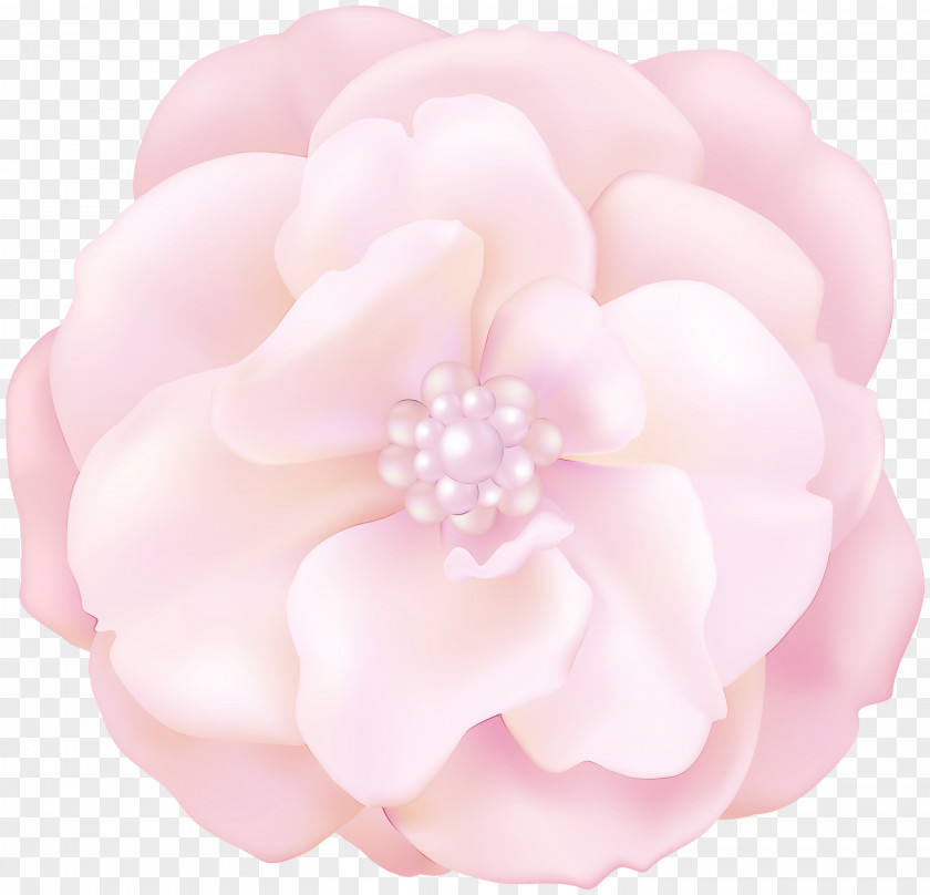 Camellia Plant Pink Flower Cartoon PNG