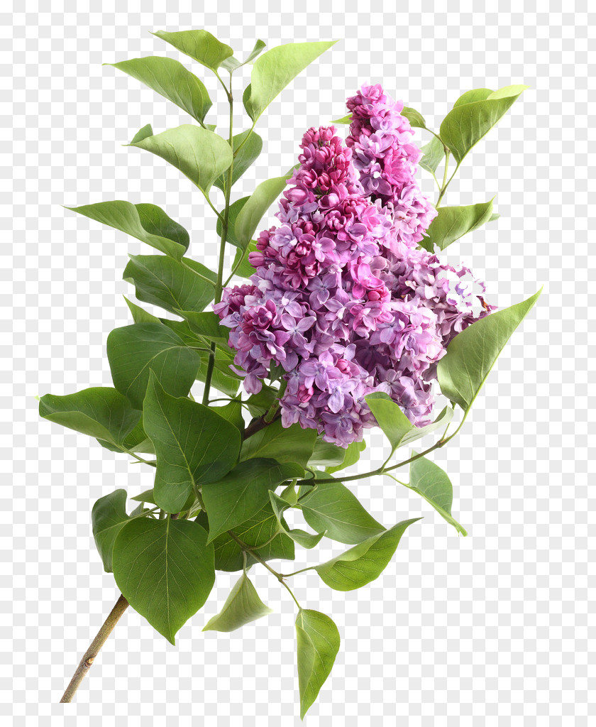 Lilac Flower High-definition Video Stock.xchng Stock Photography PNG