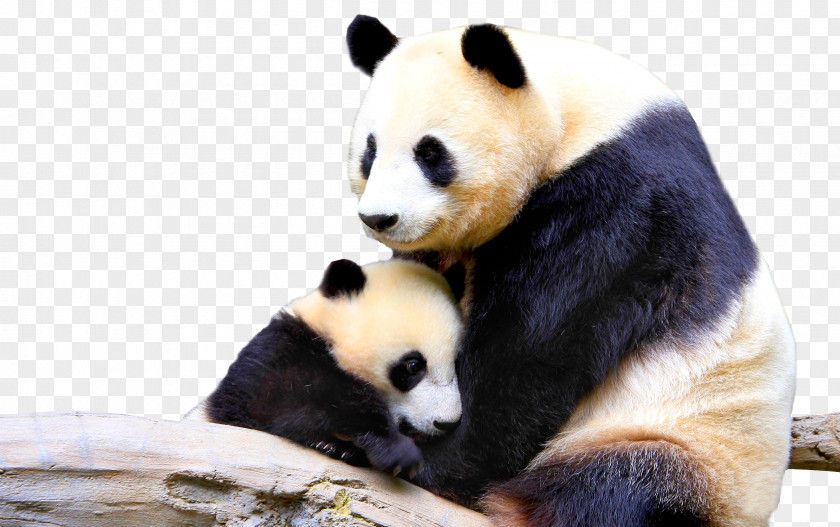 Panda Giant Infant Animal Mother Cuteness PNG