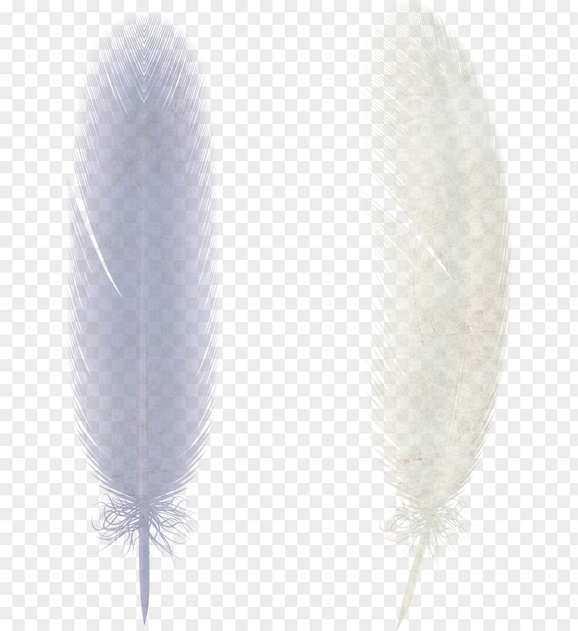 White Feathers Bird Feather Wing PNG