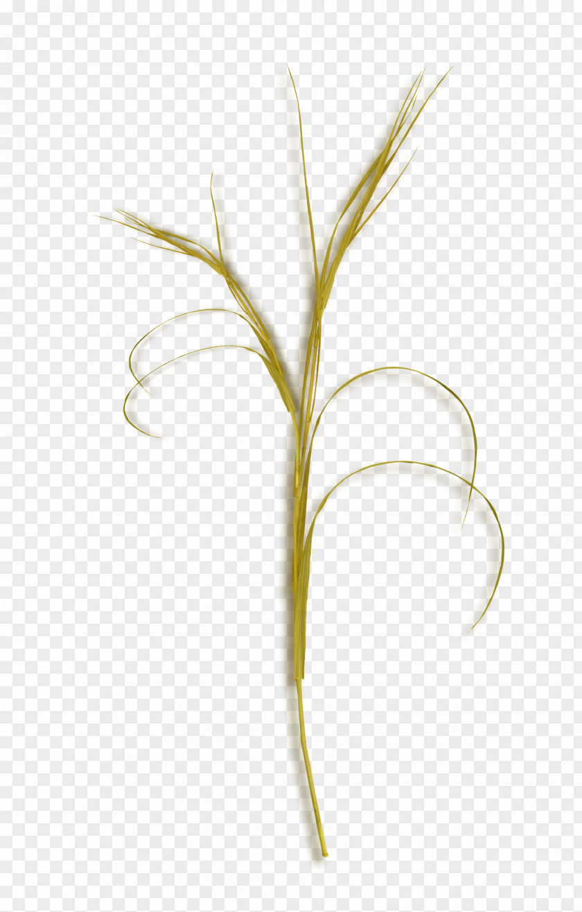 Brown Grass Yellow Petal Font PNG