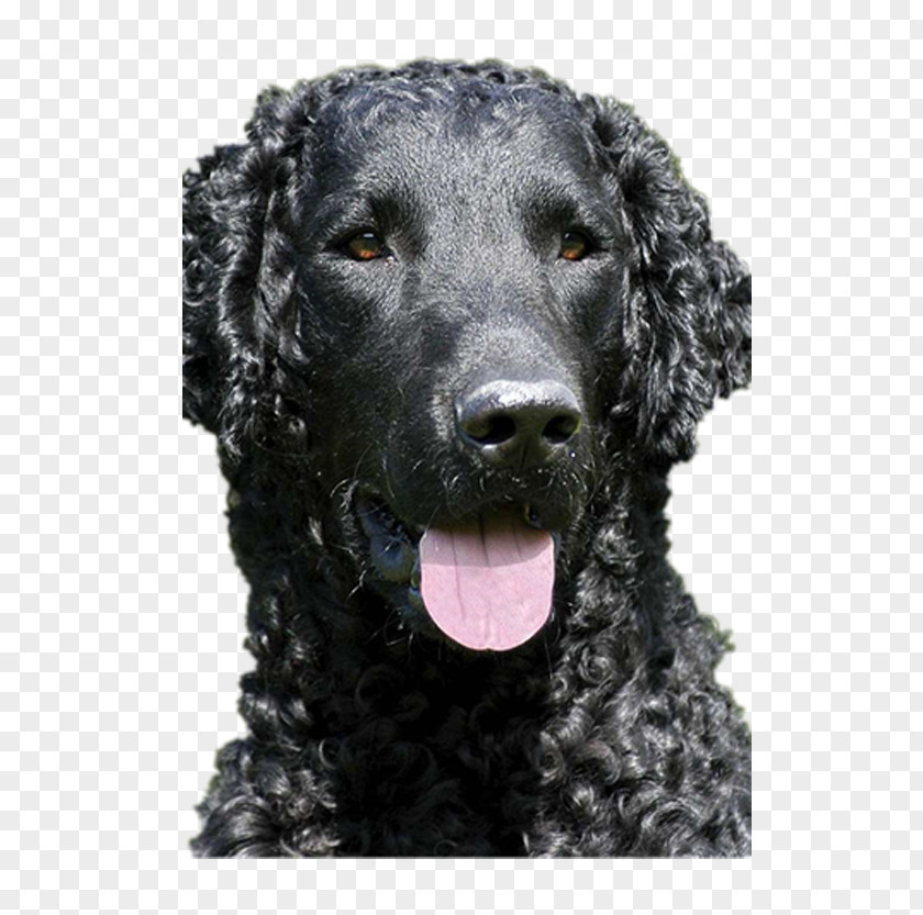Docile Black Puppy Flat-Coated Retriever Curly-Coated American Water Spaniel Irish Boykin PNG