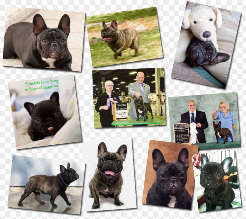 French Dog Bulldog Breed Non-sporting Group PNG