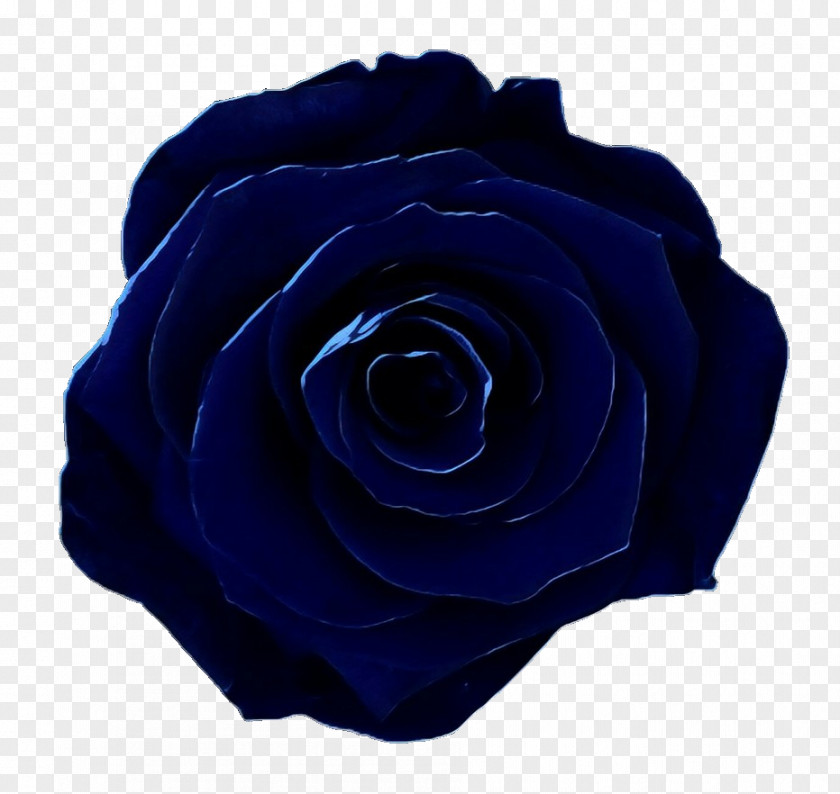 Garden Roses Blue Rose Floribunda PNG