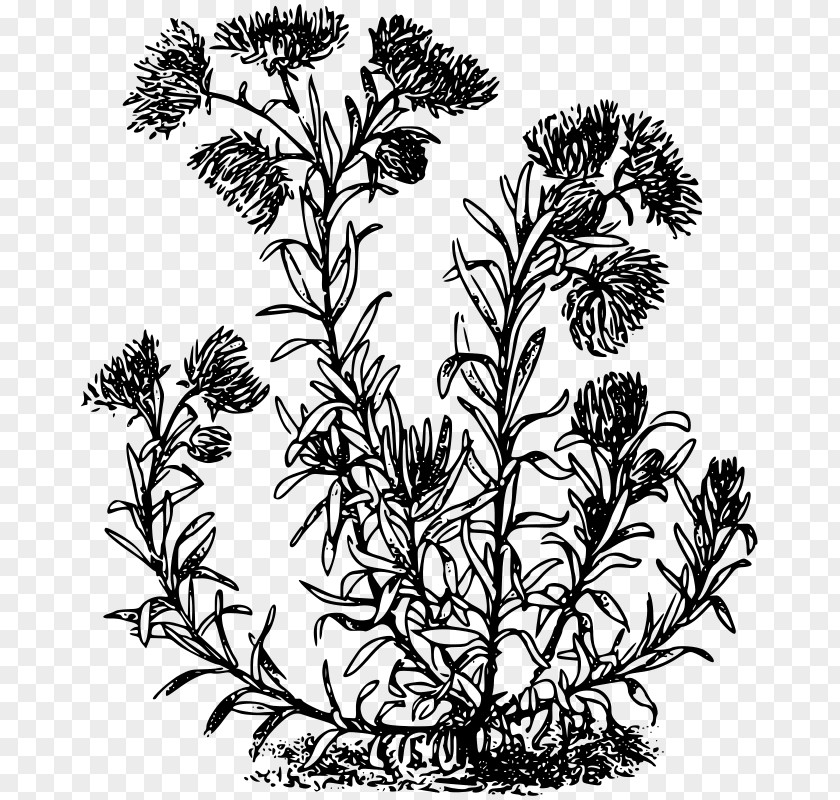 Helichrysum Clip Art PNG