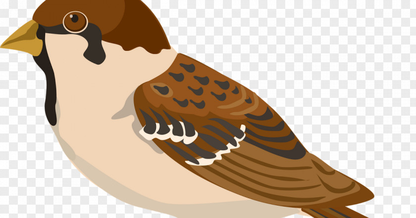 Sparrow House Bird Clip Art Vector Graphics PNG