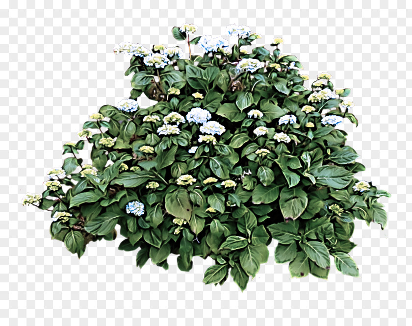 Houseplant Impatiens Flowering Plant Flower Leaf Tree PNG