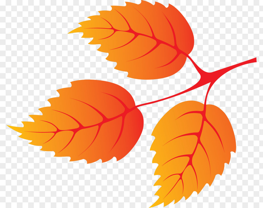 Leaf Autumn Color Petal PNG