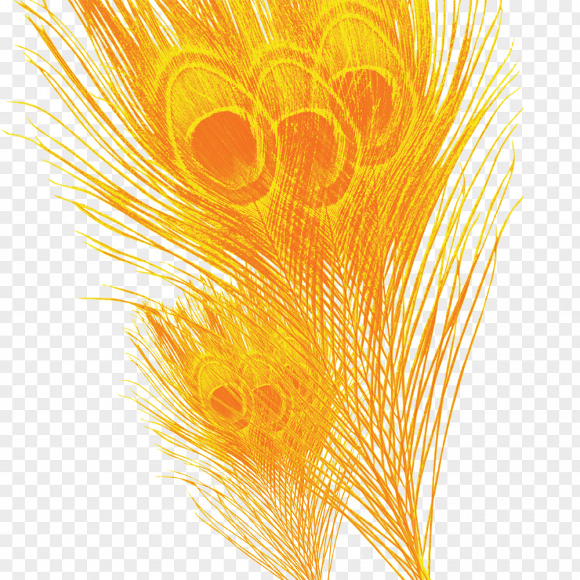 Yellow Feather PNG