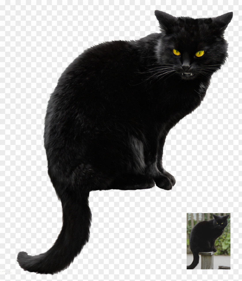 Kitten Black Cat Clip Art PNG