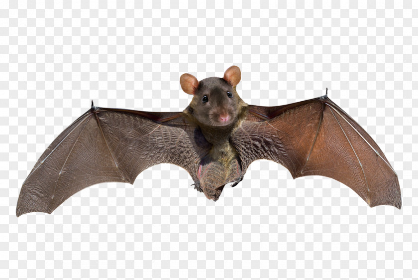 Little Brown Bat Stock Photography Big Microbat Kitti's Hog-nosed PNG
