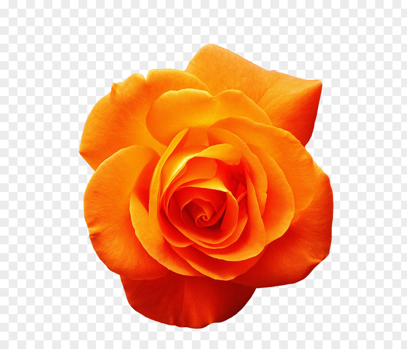 Rose Garden Roses Orange Flower Red PNG