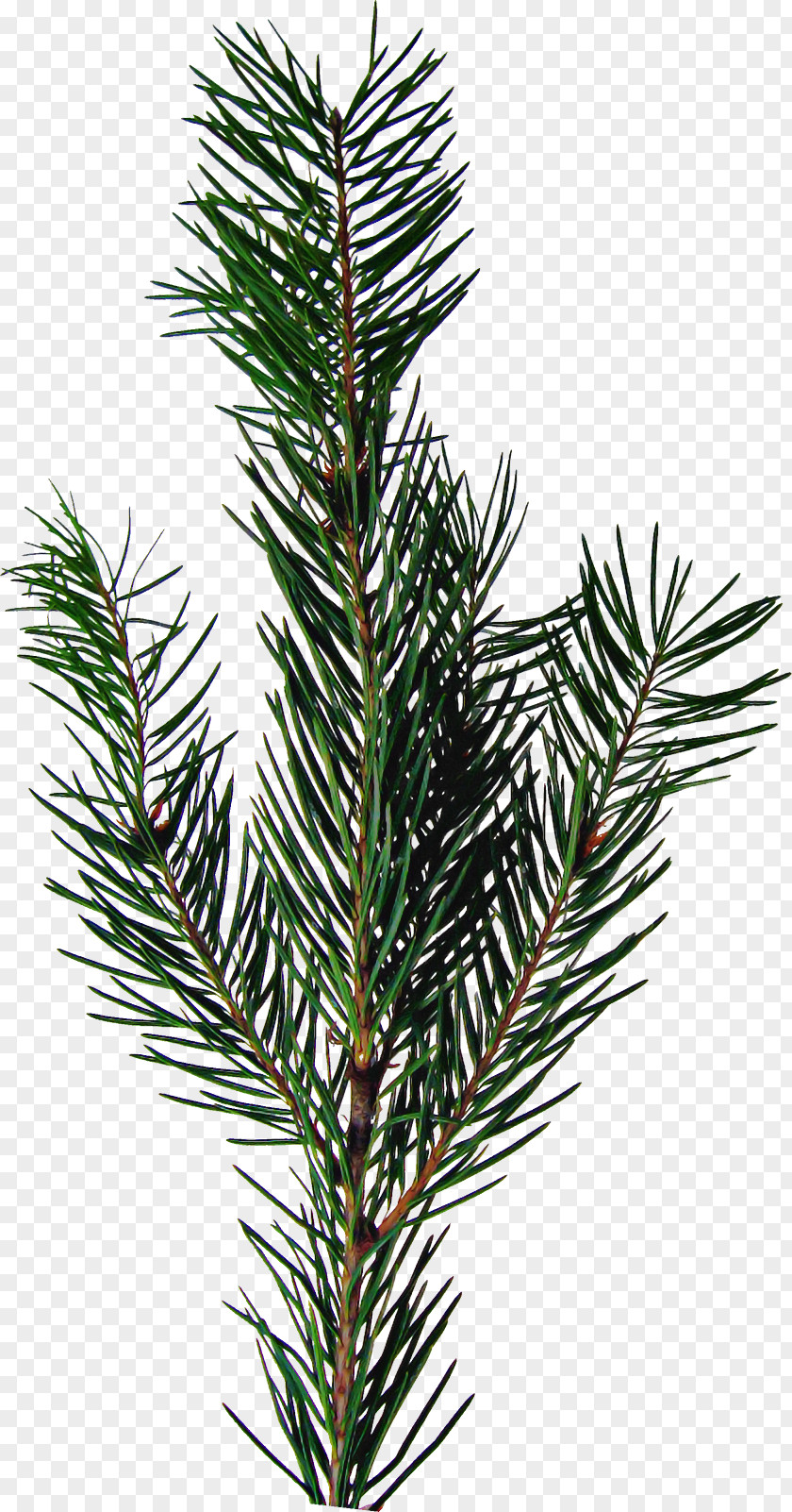 Rosemary PNG