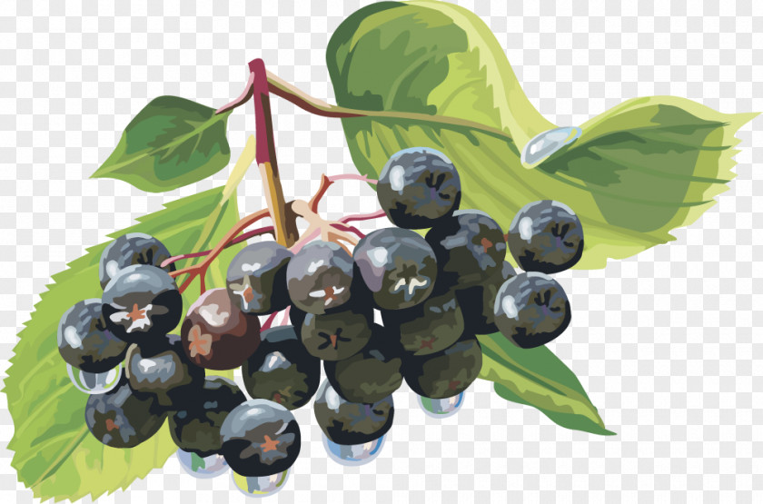 Vector Lantern Fruit Blueberry Fruit,blueberry Berry Clip Art PNG