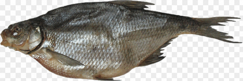 Fish Smoked Common Bream Food Drying Roach PNG