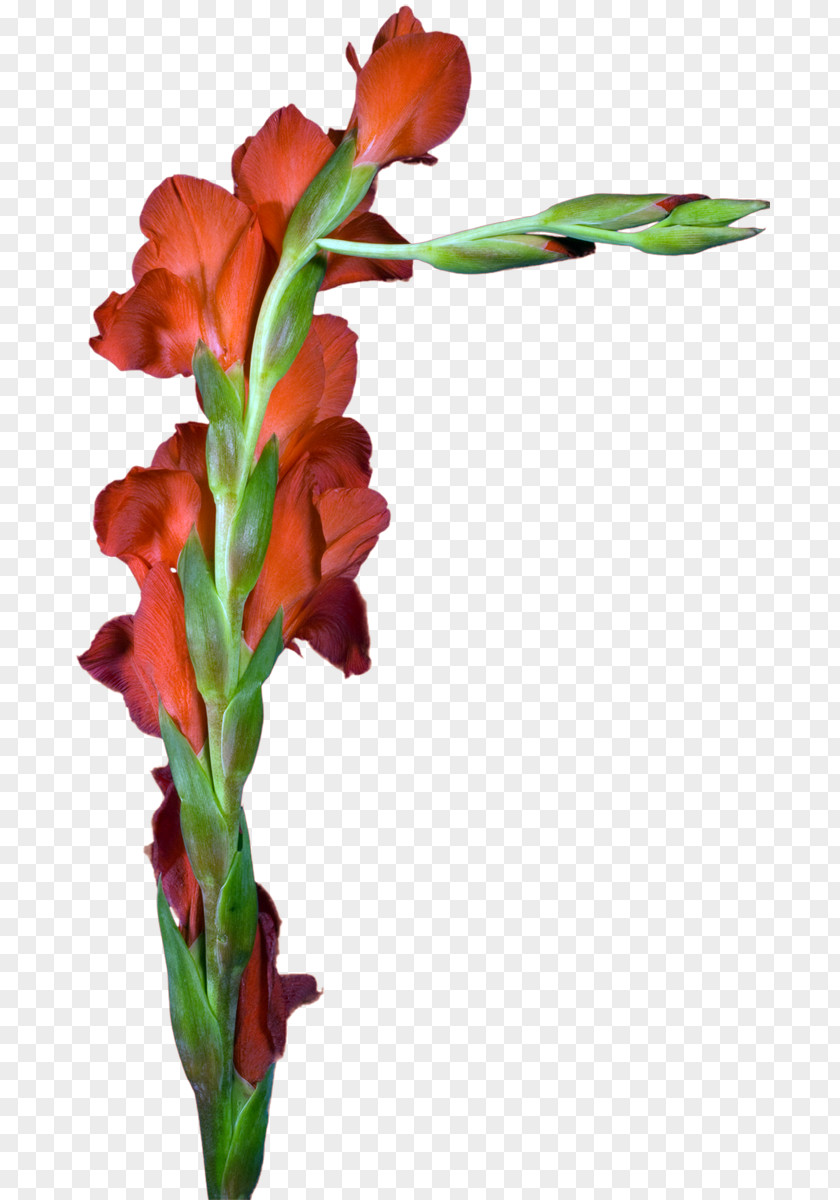 Gladiolus Cut Flowers Floral Design Plant Stem PNG