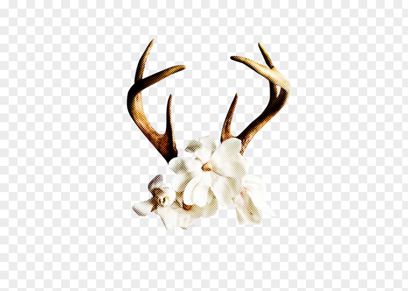Horn Antler White Head Deer PNG