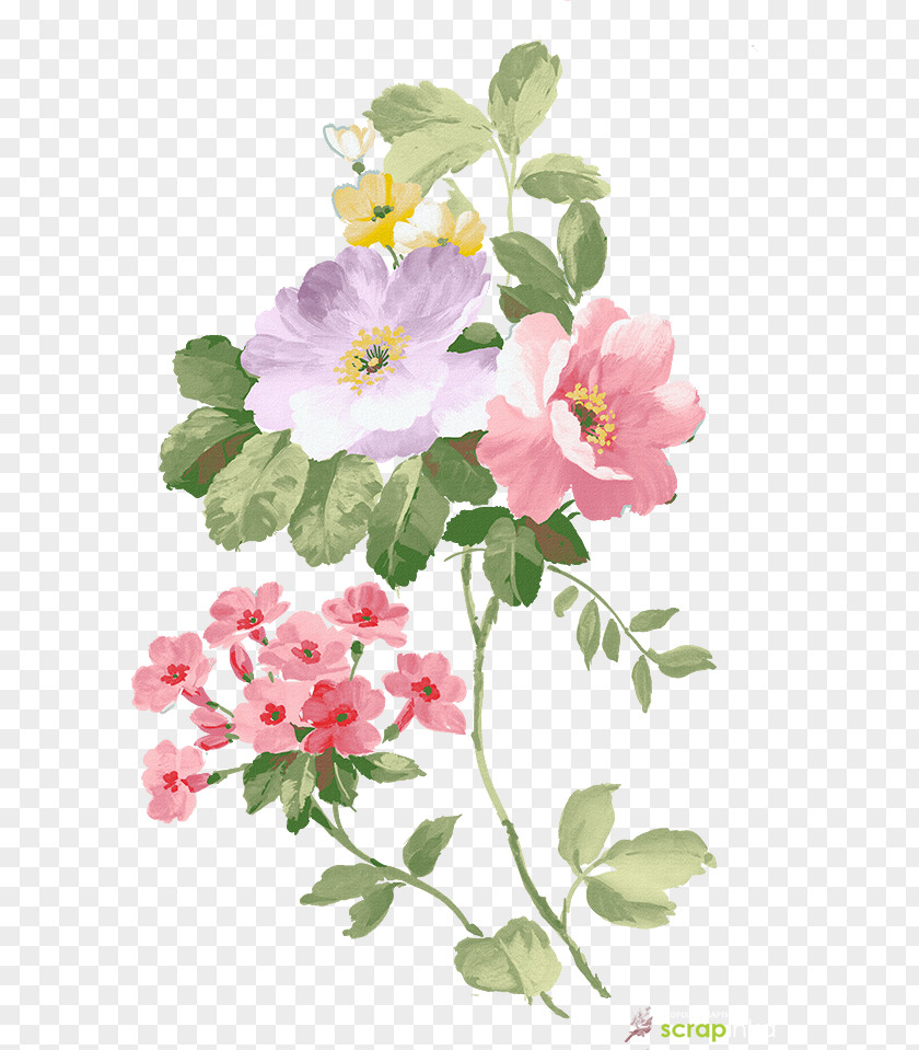 Impatiens Blossom Watercolor Floral Background PNG